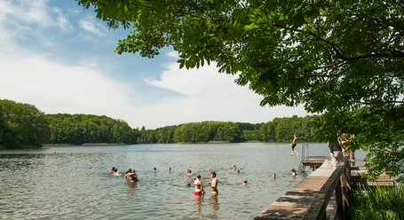 Behlendorfer_See_Franke_2.jpg People swimming and jumping from a wooden pier into a calm lake bordered by dense green trees