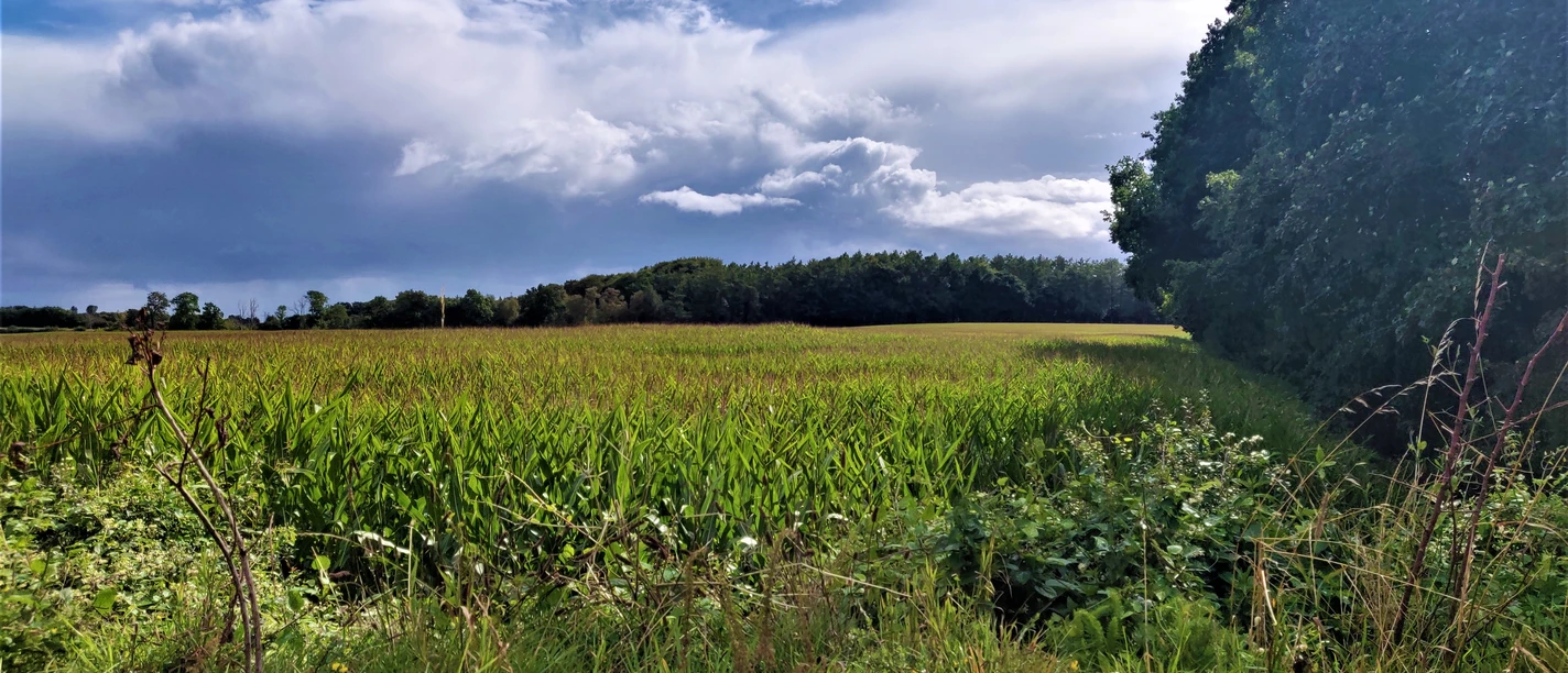 Regennasse Wiese Katja Brückner (4) bearbeitet.jpg