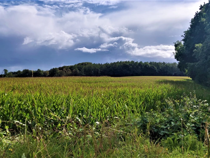 Regennasse Wiese Katja Brückner (4) bearbeitet.jpg