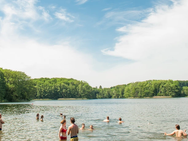 Behlendorfer_See_Franke_3.jpg People swimming in a calm lake surrounded by dense green forest under a bright summer sky