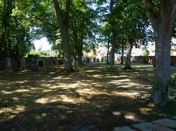 Dicht bewachsener jüdischer Friedhof in Verden, von Schatten alter Bäume geschützt, vermittelt Ruhe.