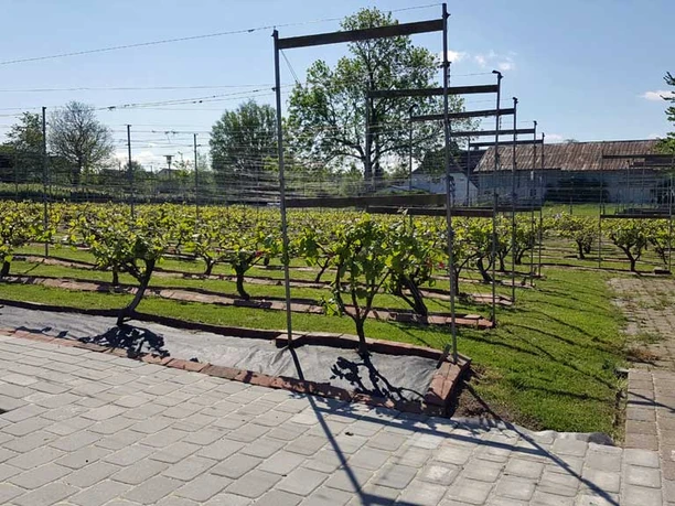 Domaine-Nyballe-vinstokke Domaine-Nyballe-vinstokke