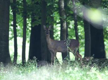Nørrreskoven-Als-Dyr