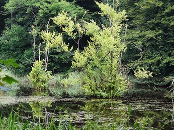 Mose-ved-Nygaardstenen-i-Nørreskoven-Als