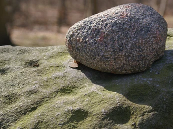 Nygaardstenen-Skålsten-Nørreskoven