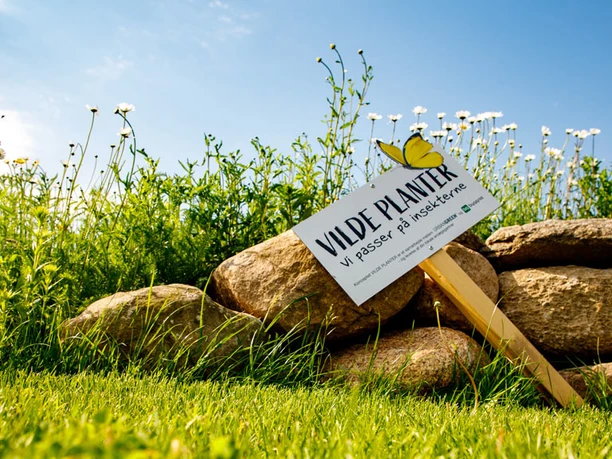 Formidlingshaven-i-Gråsten_insekterne