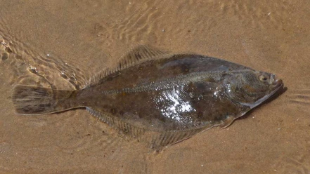 Fladfisk