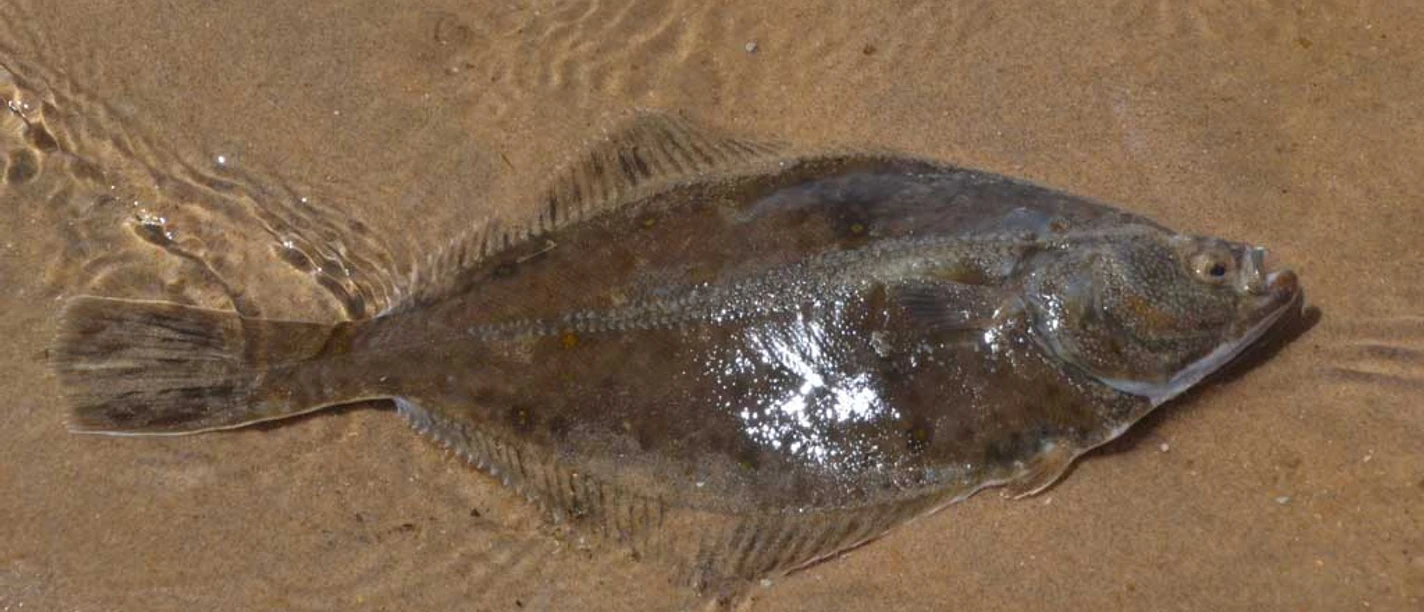 Fladfisk