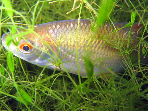 Fiskeart: Skalle