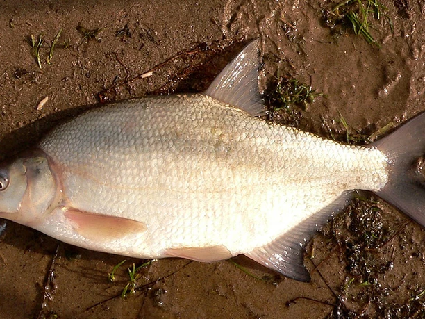 Fiskeart: Brasen