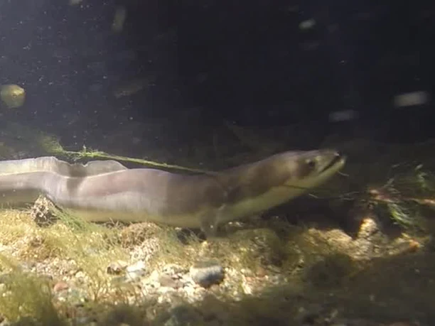Fiskeart: Ål
