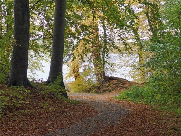 Augustenborgstien-skoven