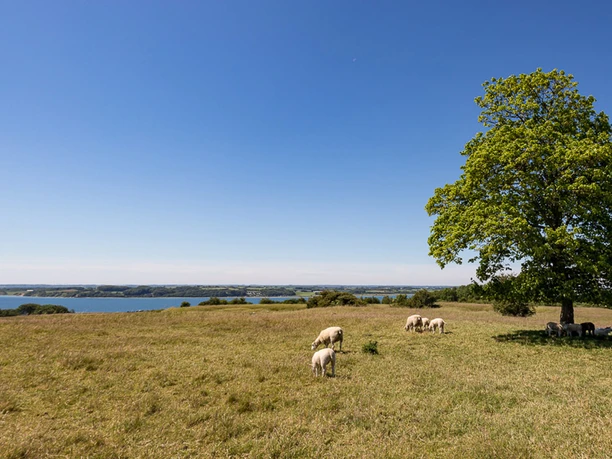 Får-hygger-sig-på-Dybbøl-Banke