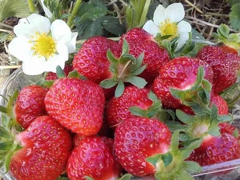 Langager-Gårdbutik-jordbær