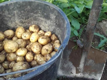 Langager-Gårdbutik-kartofler