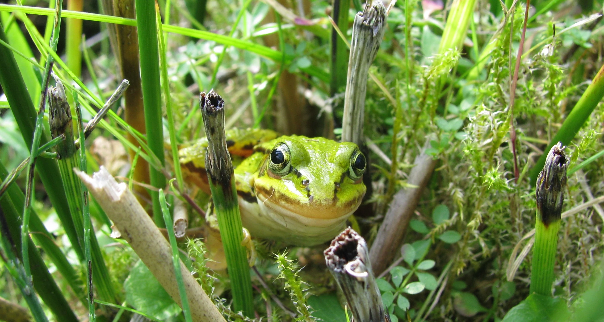 INP_EBloeming_Grünfrösche.jpg