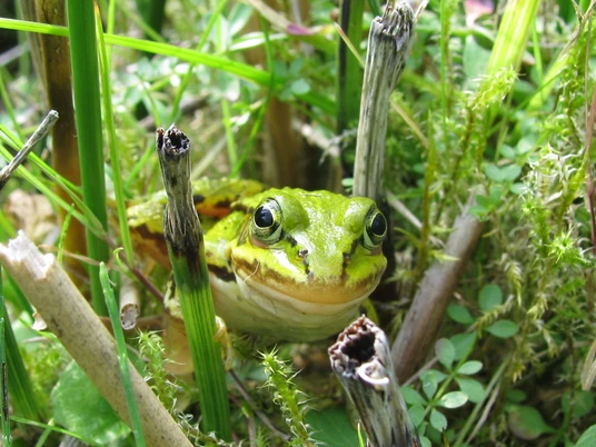 INP_EBloeming_Grünfrösche.jpg