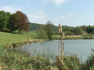 Fischteiche in Niedermeiser