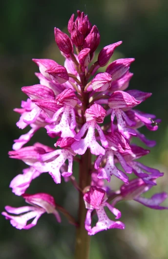 Knabenkraut auf Kalkmagerrasen im Diemeltal