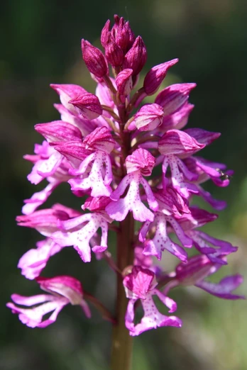 Knabenkraut auf Kalkmagerrasen im Diemeltal