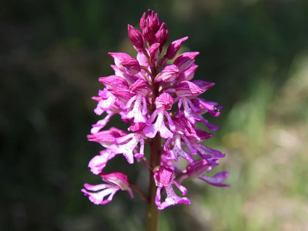 Knabenkraut auf Kalkmagerrasen im Diemeltal