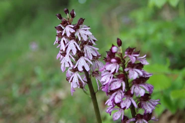 Orchideen im Diemeltal