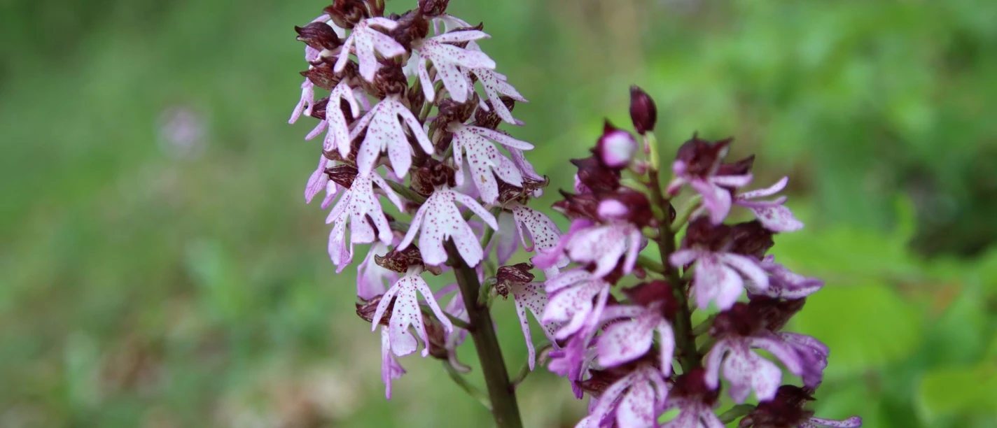 Orchideen im Diemeltal