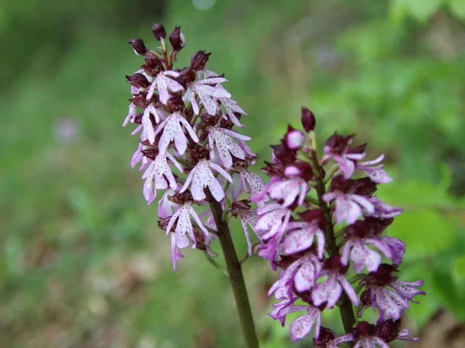 Orchideen im Diemeltal