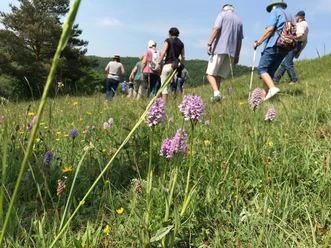 Orchideen Wanderung am Stahlberg Hölleberg