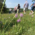 Orchideen Wanderung am Stahlberg Hölleberg