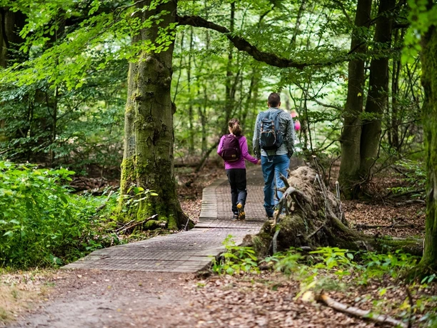 Wandern im Urwald Sababurg