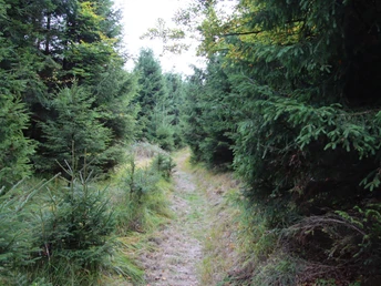 Naturnahe Pfade am Hemelbach