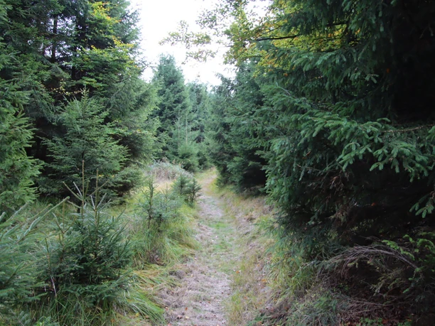 Naturnahe Pfade am Hemelbach