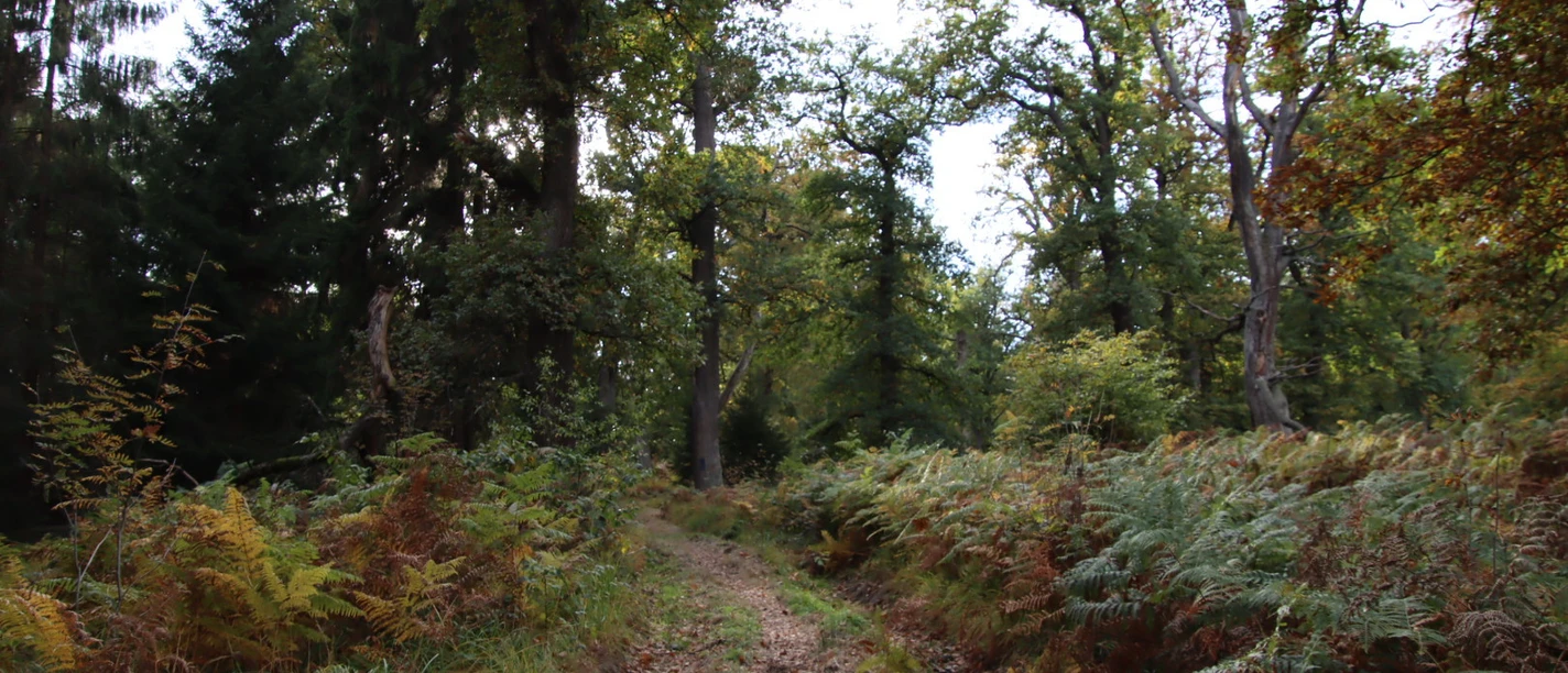 Alte Huteeichen