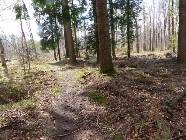 Pfad auf dem Sababurg Bensdorf Rundweg