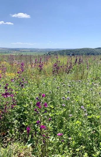 Blühfläche Kelze im Sommer
