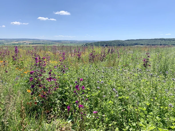 Blühfläche Kelze im Sommer