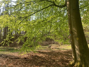 Naturnaher Wanderweg