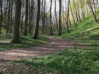 Kalkbuchenwald Diemeltal