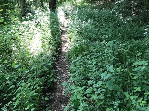 Schöneberg Burgruine Pfad