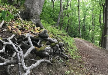 Buchenwald an den Eberschützer Klippen