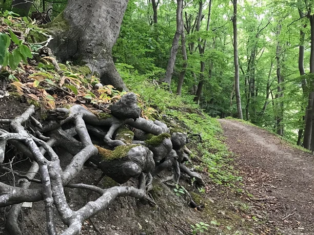 Buchenwald an den Eberschützer Klippen