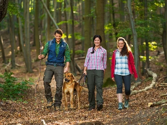 Durch den Buchenwald