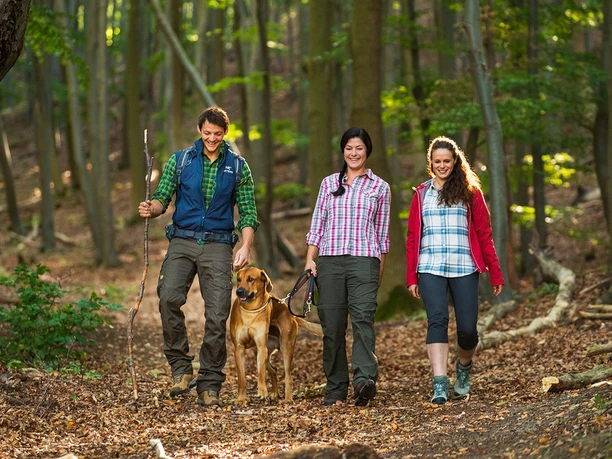 Durch den Buchenwald