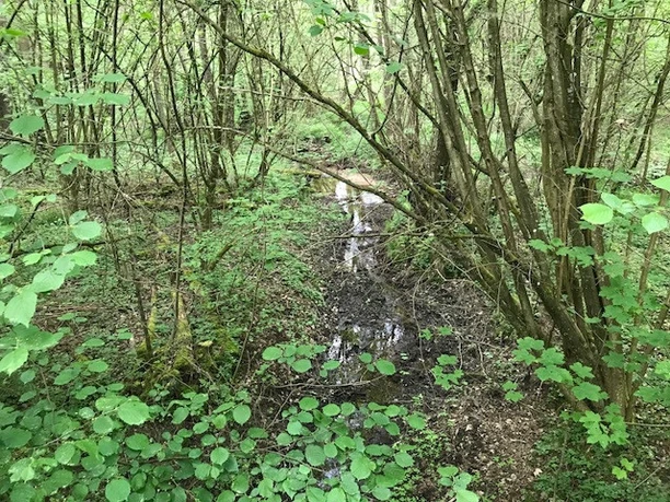 Holzkape bei Immenhausen