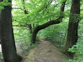 Buche am Rotbalzer Teich