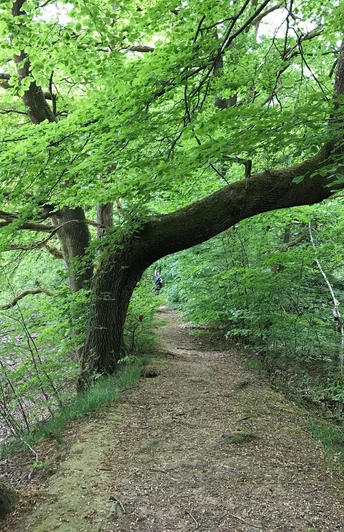 Buche am Rotbalzer Teich