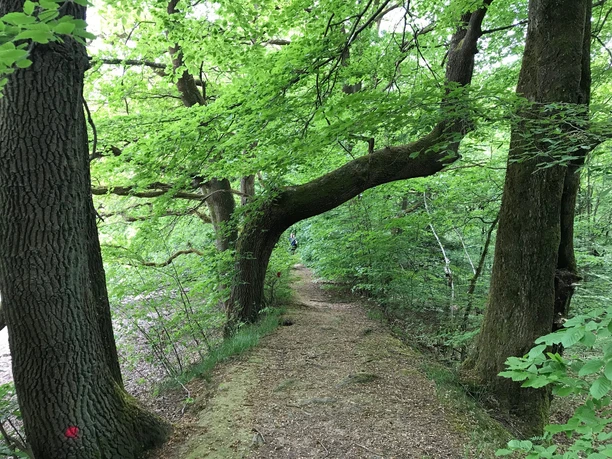 Buche am Rotbalzer Teich