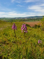 Orchideen auf dem Offenberg