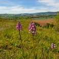 Orchideen auf dem Offenberg